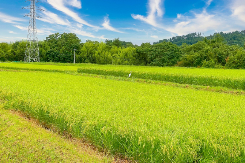 農地を売る2つの方法